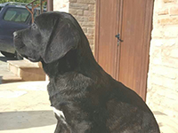 black cane corso